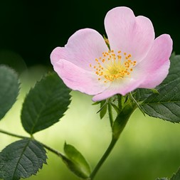 Rosa rubiginosa (sweetbriar)